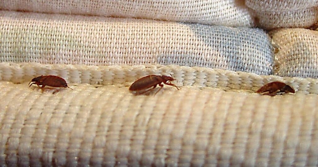 Are Cockroaches Found in Bed