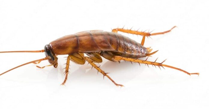 Can cockroaches live in your penis