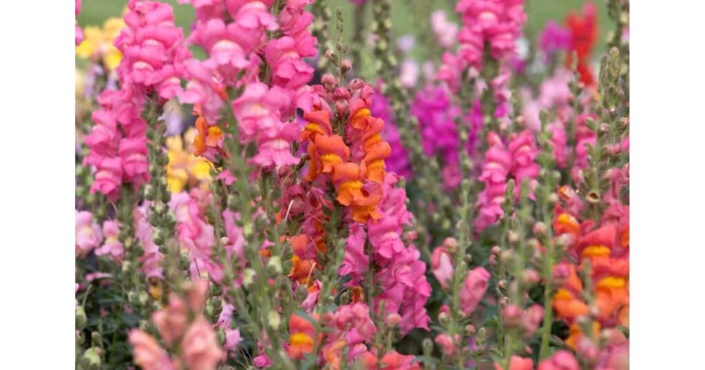How to Take Care of Pink Snapdragons