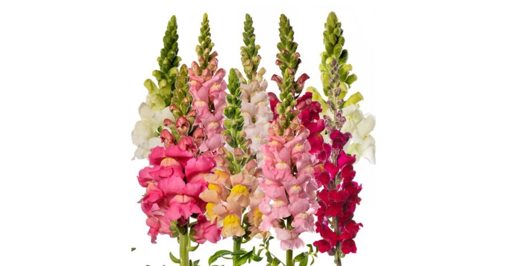 Instructions for Growing Pink Snapdragon Flowers from Cuttings or Seeds
